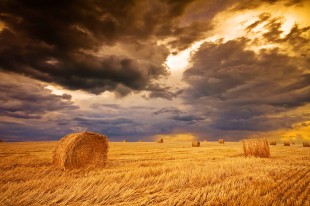 field with hay bale